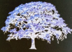 Trees da druids religion theory of da ancients and our connections of past present and future and global consciousness 