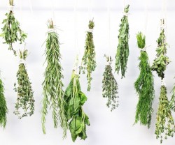 Herbs da theory of divine development da reality of mother nature spiritually enhancing da premises of our inner being  
